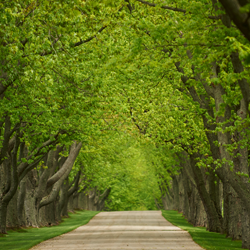 pretty michigan road around green trees